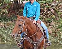 13-hand-quarter-horse-gelding