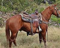 sorrel-quarter-horse-for-sale