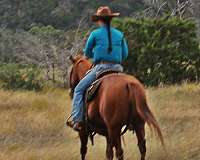 13-hand-gelding