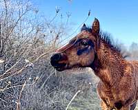 all-around-sporthorse-dales-pony