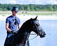 f-riesians-for-sale-friesian-horse