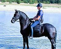 friesian-dressage-horse