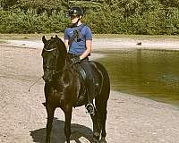 friesian-sporthorse-horse