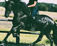 friesian-stallion-horse