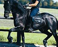 friesian-mare-horse