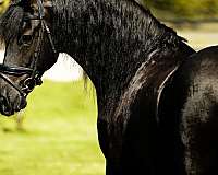 friesian-gelding-horse