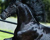 f-riesians-for-sale-friesian-horse