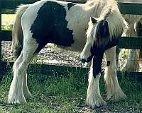 gypsy-vanner-filly-stallion