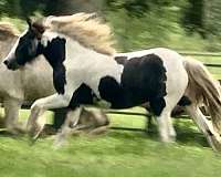 blackwhite-tobiano-horse