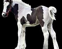 piebald-blackwhite-tobiano-horse