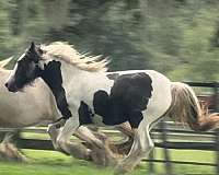 all-around-gypsy-vanner-horse