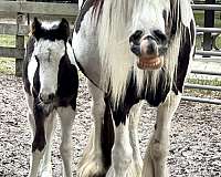 beginner-gypsy-vanner-horse