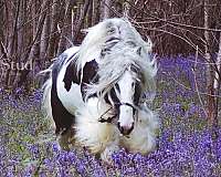 trail-gypsy-vanner-horse