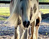 youth-gypsy-vanner-horse