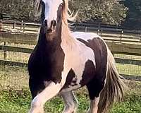 black-white-gypsy-vanner-filly-stallion