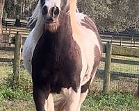 piebald-gypsy-vanner-mare