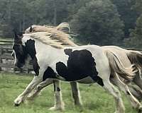 blackwhite-tobiano