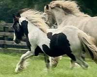 piebald-all-around-horse