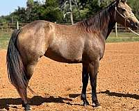 quarter-horse-for-sale