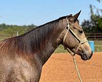 quarter-horse-mare