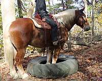 athletic-draft-horse