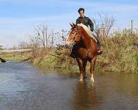 parade-draft-horse