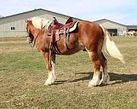 flashy-draft-horse