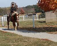 western-riding-draft-horse