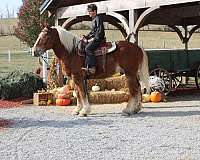 western-dressage-draft-horse