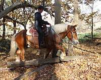 trail-draft-horse