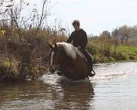 kid-safe-draft-horse