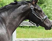 black-dutch-warmblood-mare