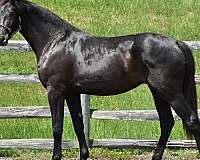 black-dressage-horse