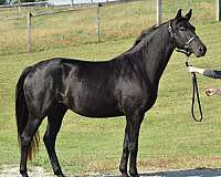 black-dressage-horse