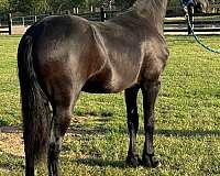 friesian-horse-for-sale