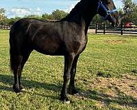 friesian-horse