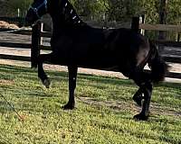 friesian