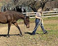 thoroughbred-gelding