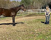 thoroughbred-horse-for-sale