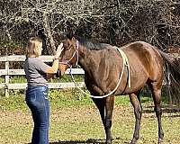 gelding