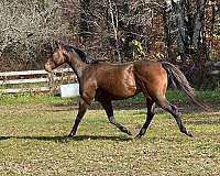 barrel-gelding