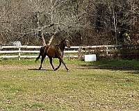 barrel-racing-gelding