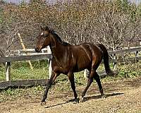 dressage-gelding