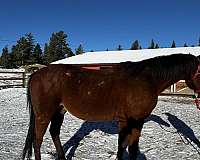 husband-safe-arabian-horse