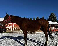 kid-safe-arabian-horse