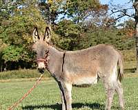 grey-donkey-foal