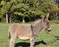 grey-donkey-for-sale