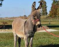 grey-donkey