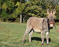 donkey-foal