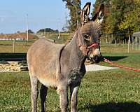 donkey-for-sale